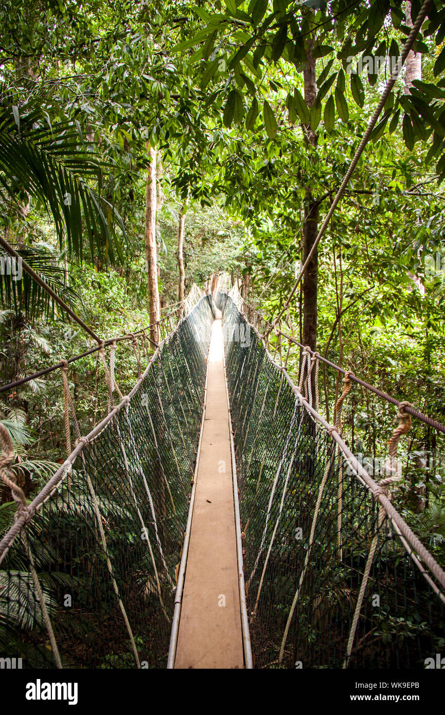 Voir le long d'une étroite passerelle déserte à câbles sur la canopée d'une forêt tropicale luxuriante Banque D'Images