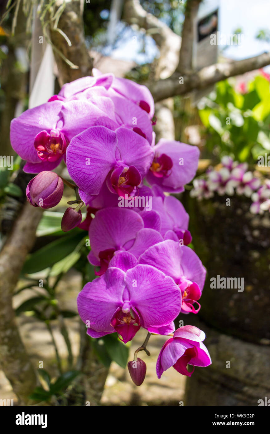 Spike de belles orchidées Phalaenopsis mauve exotiques de plus en plus à l' extérieur dans un jardin à Bali Photo Stock - Alamy