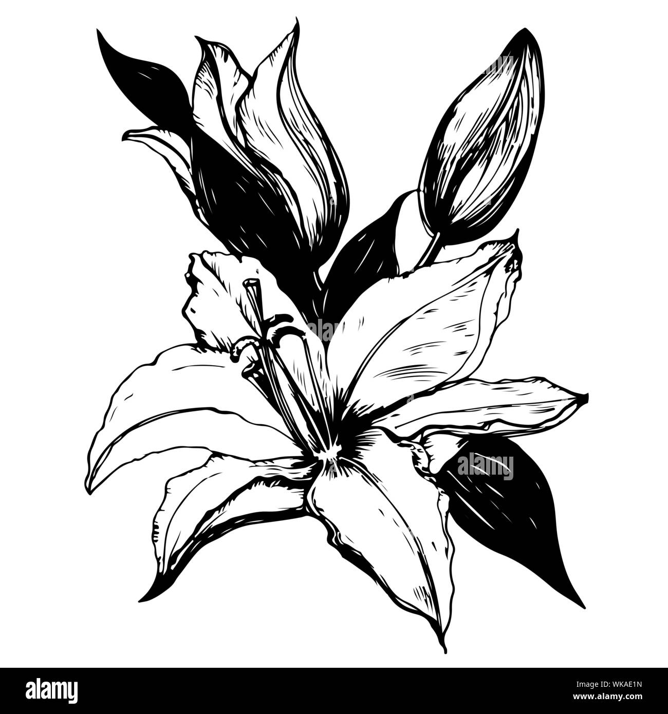 Vector illustration de lily en noir et blanc. Illustration de Vecteur