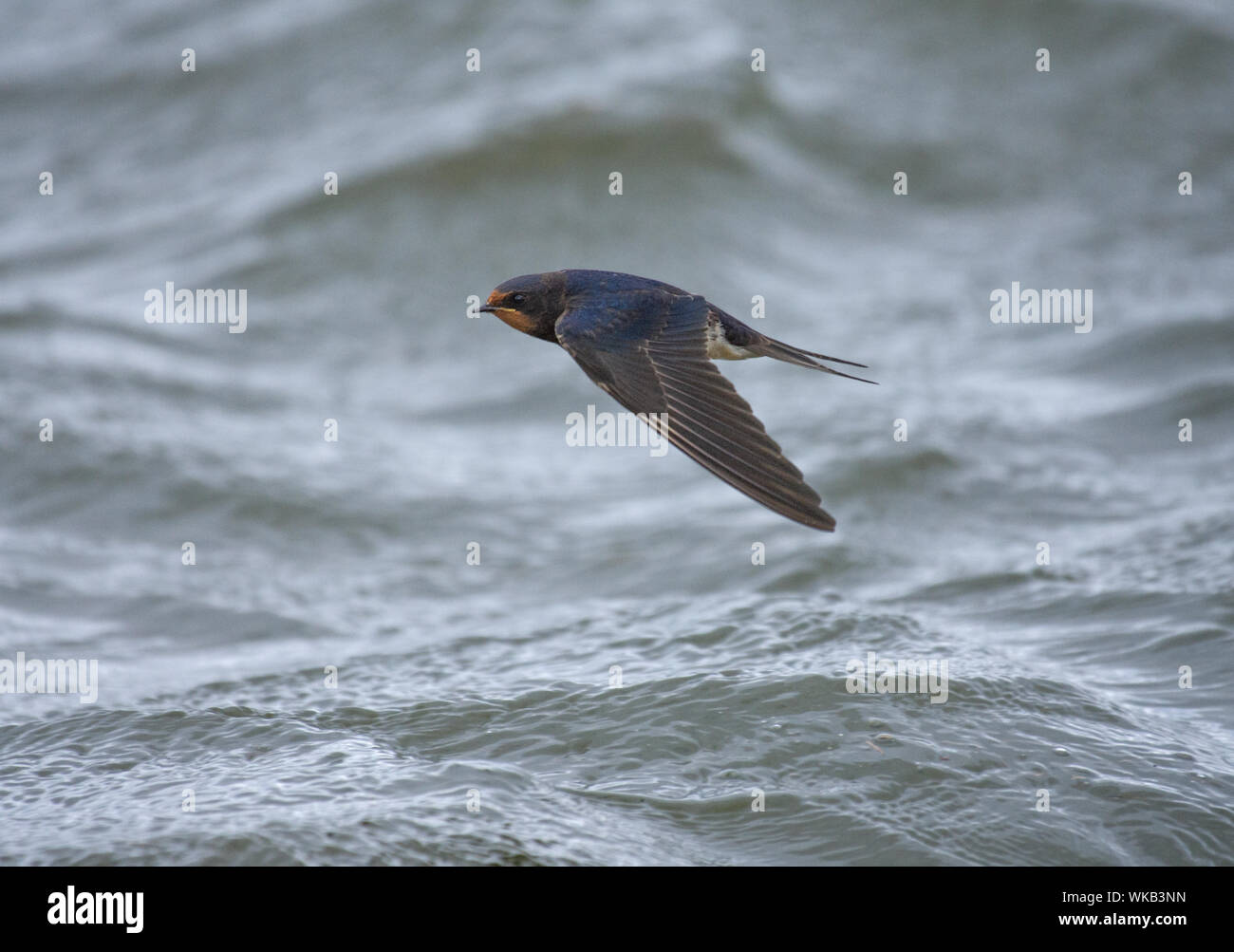 Hirondelle, Hirundo rustica, en vol, au-dessus de la mer, la baie de Morecambe, Lancashire, UK Banque D'Images