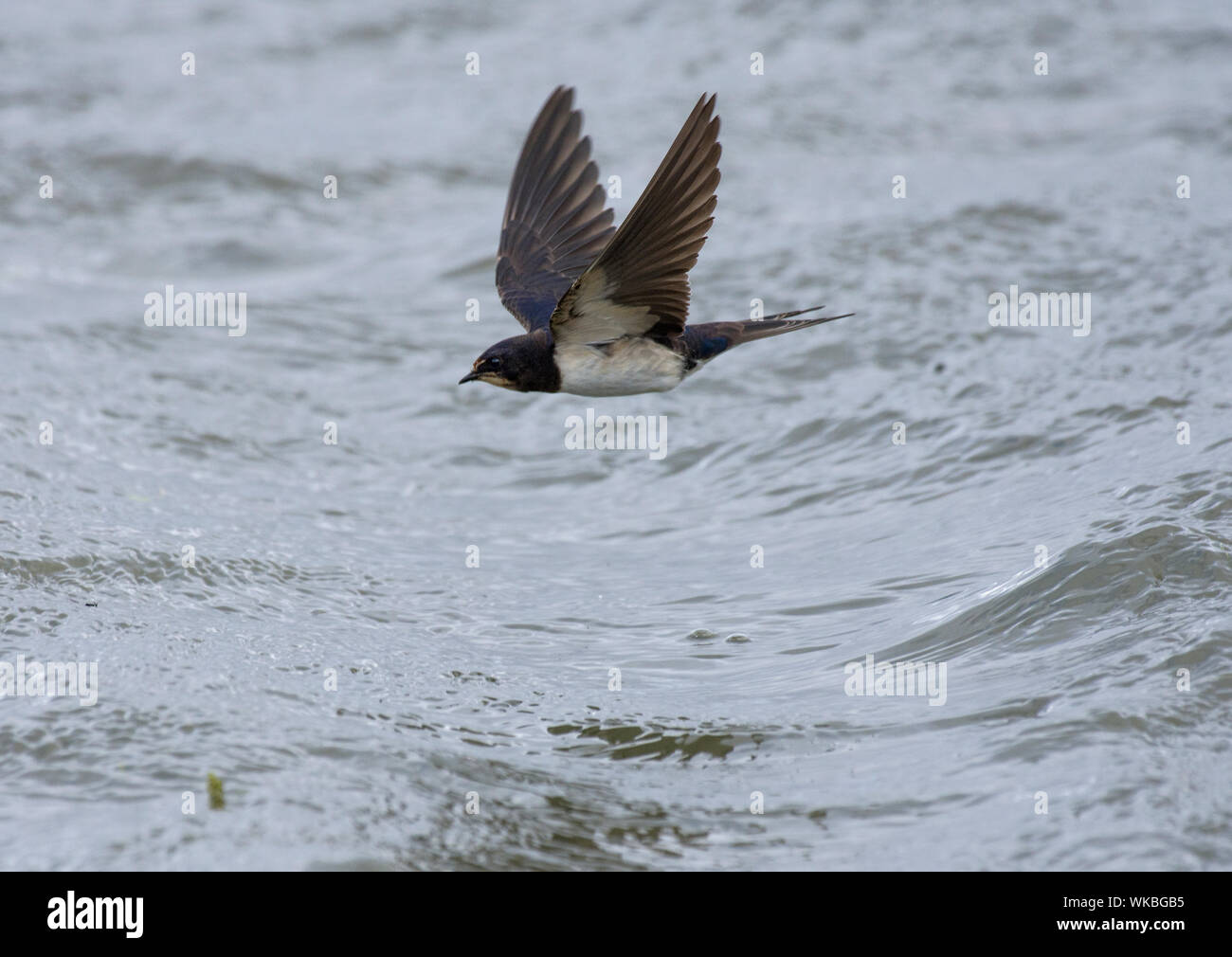 Hirondelle, Hirundo rustica, en vol, au-dessus de la mer, la baie de Morecambe, Lancashire, UK Banque D'Images