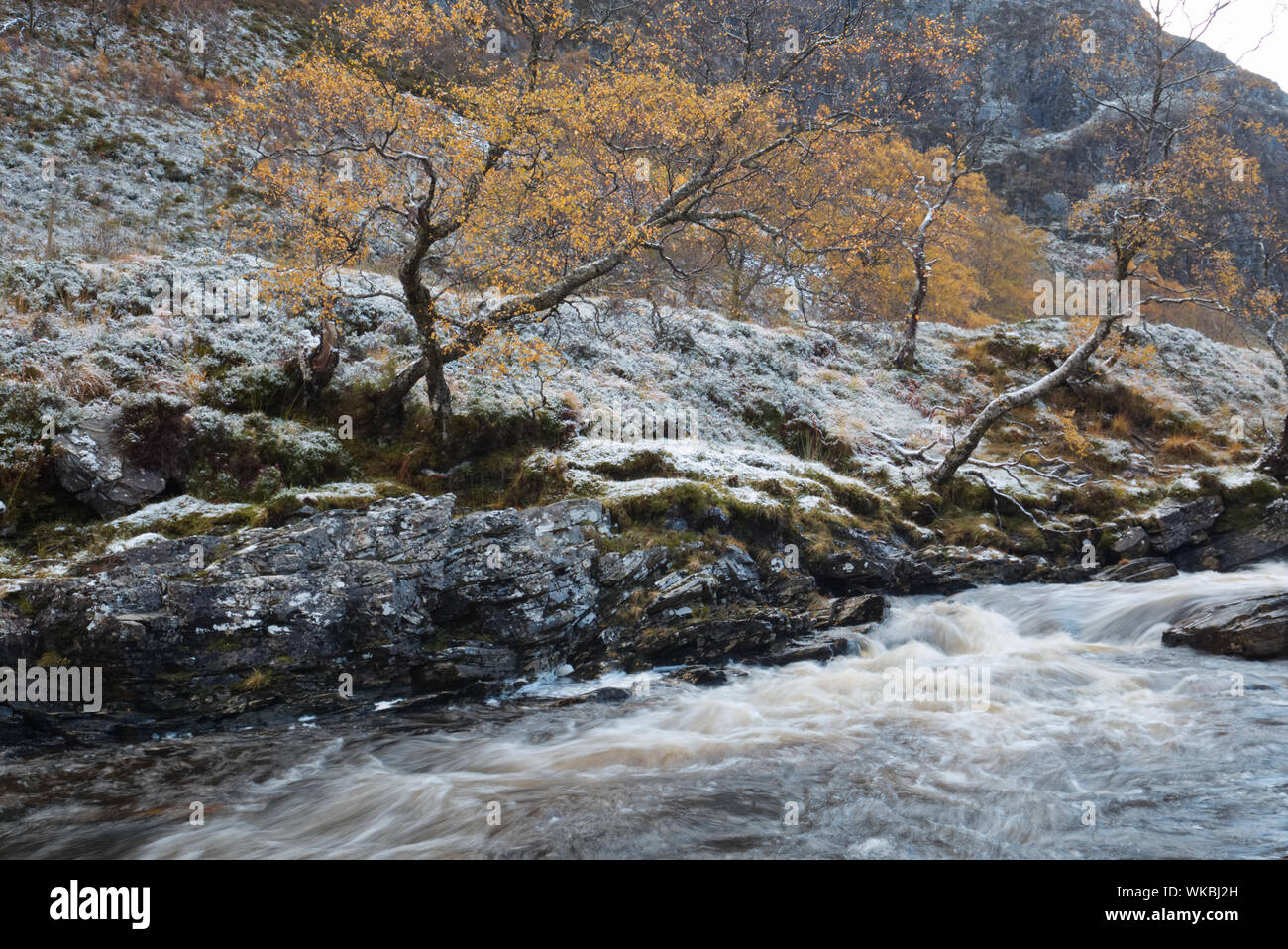 Les bouleaux le long de la rivière, Wester Ross Dundonnell Banque D'Images
