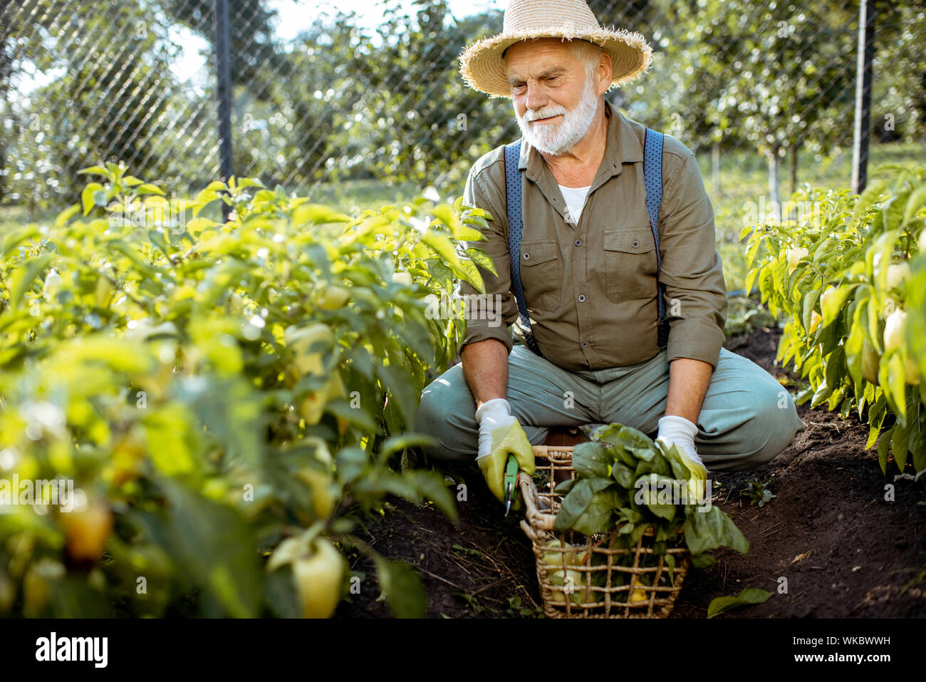 Bien habillé Senior homme ramasser des poivrons frais sur un jardin biologique pendant le coucher du soleil. Concept de produits bio et retraite active Banque D'Images