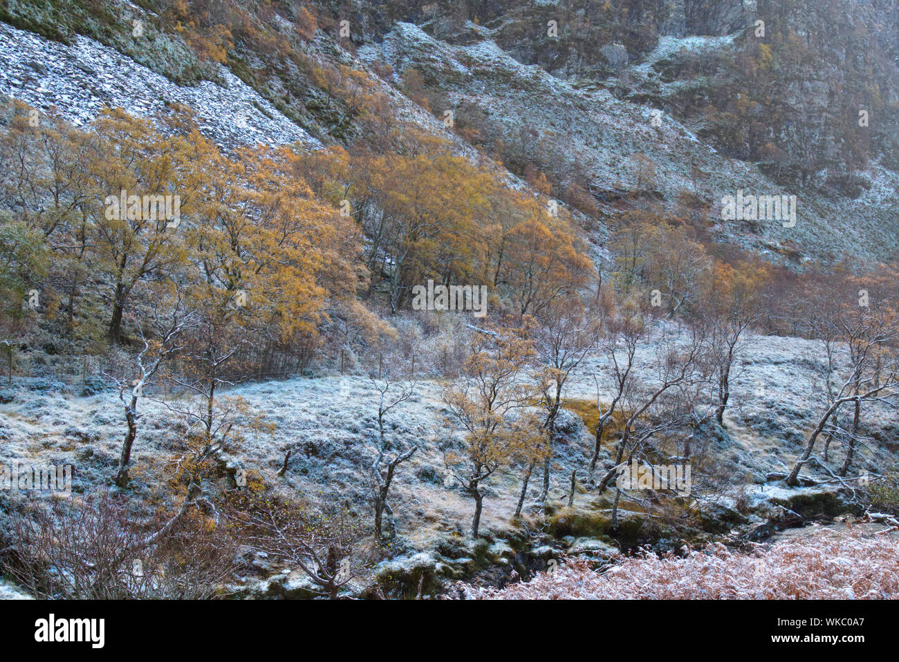 Les bouleaux le long de la rivière, Wester Ross Dundonnell Banque D'Images