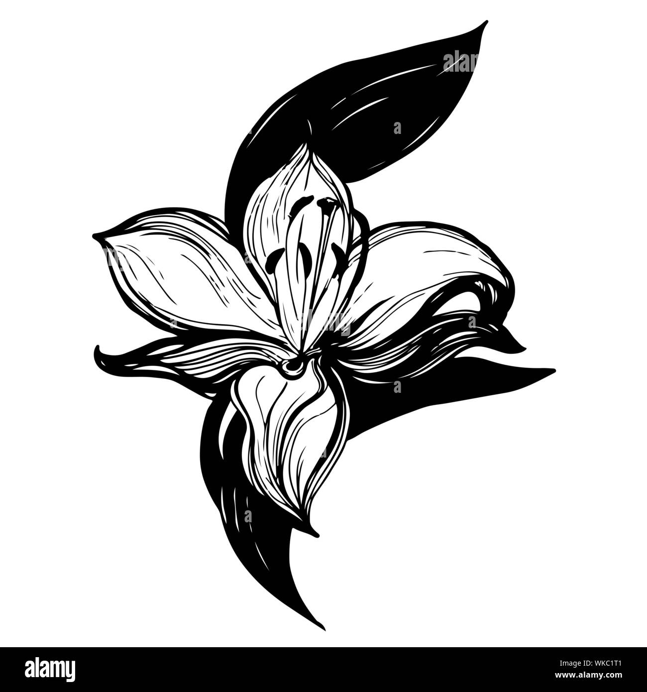 Fleurs Abstraites. Vector silhouette noire. objets sans logo d'arrière-plan Illustration de Vecteur