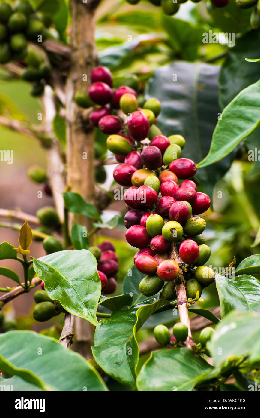 grains de café Banque D'Images