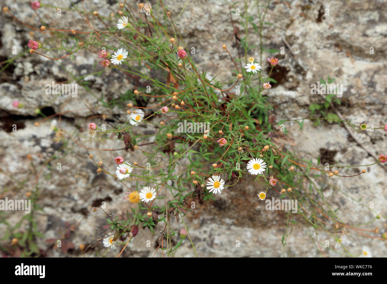 Pâquerette comme plante florale poussant hors mur à l'Ile aux Moines, Golfe du Morbihan, Morbihan, Bretagne, France Banque D'Images
