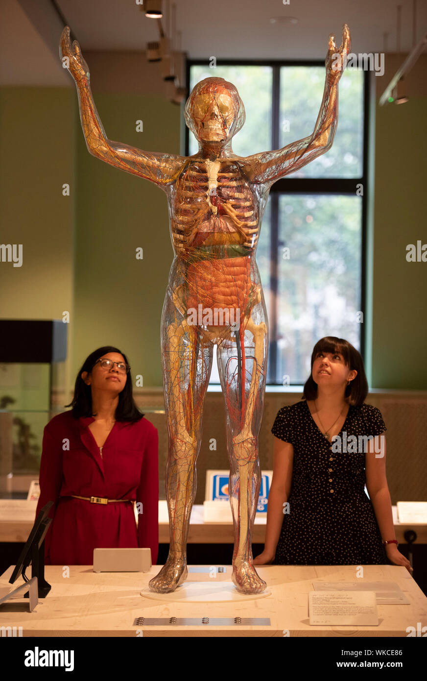 Wellcome Collection, London, UK. 4 septembre 2019. Une exposition sur ce que cela signifie d'être humain au 21e siècle. Divisé en quatre sections, la génétique, l'esprit et corps, l'infection, et de l'environnement ventilation, le nouveau système d'affichage présente environ 50 œuvres et objets qui reflètent nos espoirs et craintes à propos de nouvelles formes de connaissances médicales pour l'évolution de nos relations avec nous-mêmes, les autres et le monde. Image : femme transparente Figure anatomique. Stiflung Deutsches Hygiene-Museum Dresden. Appuyez sur les boutons pour allumer les organes. Credit : Malcolm Park/Alamy Live News. Banque D'Images