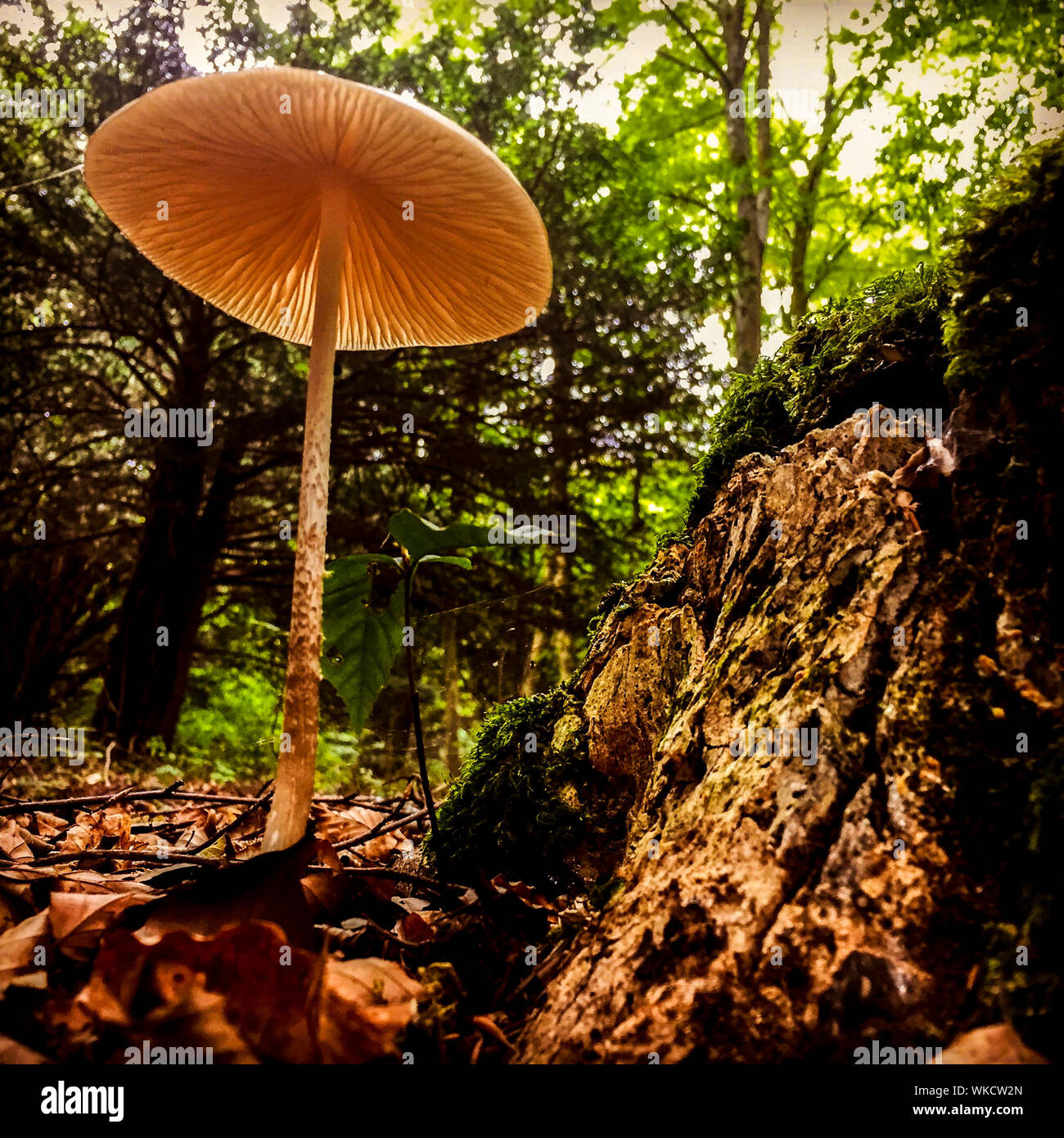 Champignons sauvages dans les bois du Kingley Vale National Nature Reserve près de Chichester, West Sussex, UK Banque D'Images