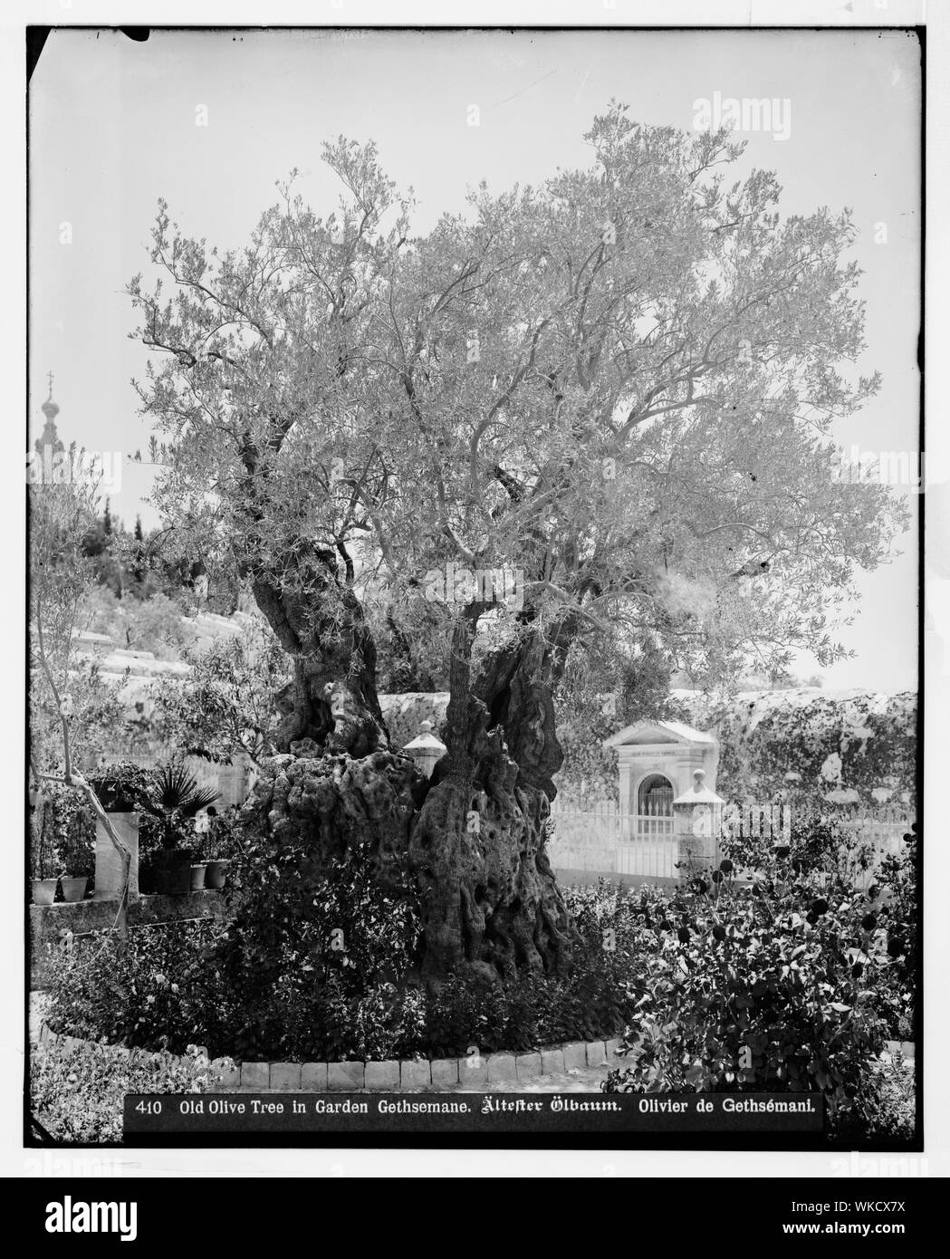Jérusalem (El-Kouds). Vieil olivier au jardin de Gethsémani Banque D'Images