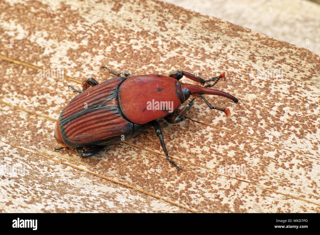 Rhynchophorus ferrugineus, charançon rouge des palmiers, spécimen adulte Banque D'Images