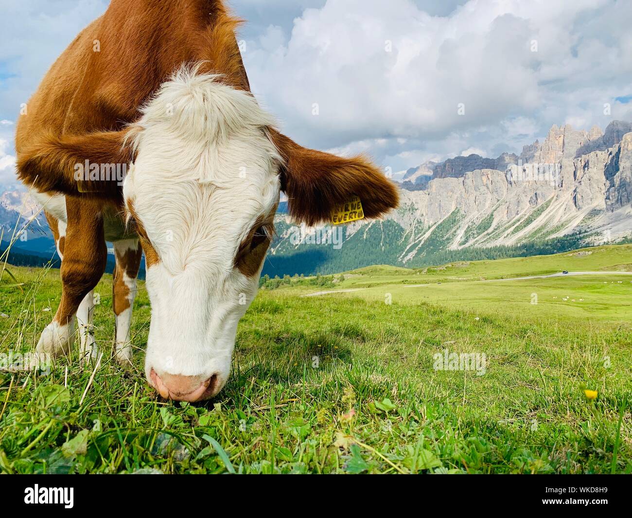 Le pâturage des vaches dans les pâturages de dolomite Banque D'Images