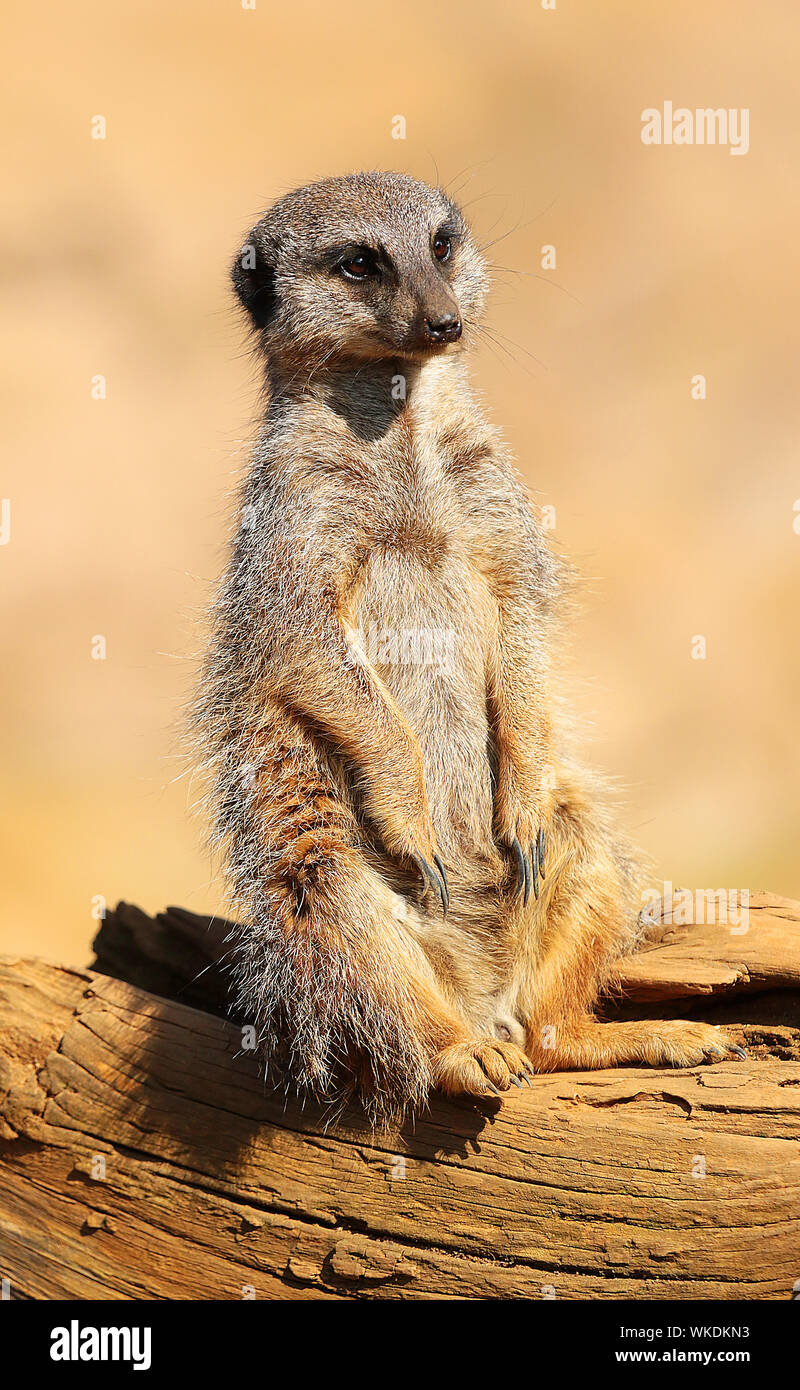 Les suricates (Suricata suricatta suricate ou) - super mignon, mammifères grégaires, trouvés dans le désert de l'Afrique dans les grandes prairies et les groupes sociaux. Banque D'Images