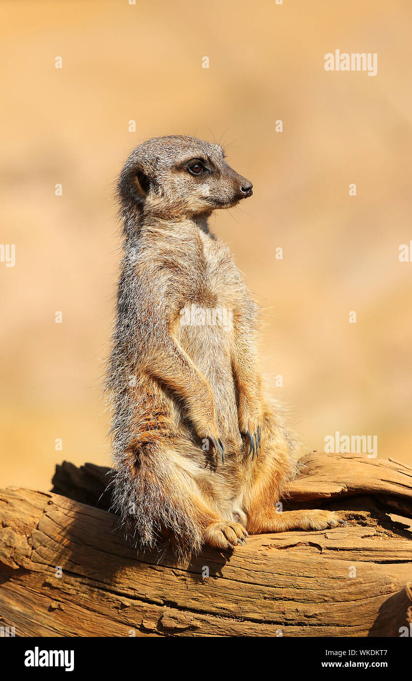 Les suricates (Suricata suricatta suricate ou) - super mignon, mammifères grégaires, trouvés dans le désert de l'Afrique dans les grandes prairies et les groupes sociaux. Banque D'Images