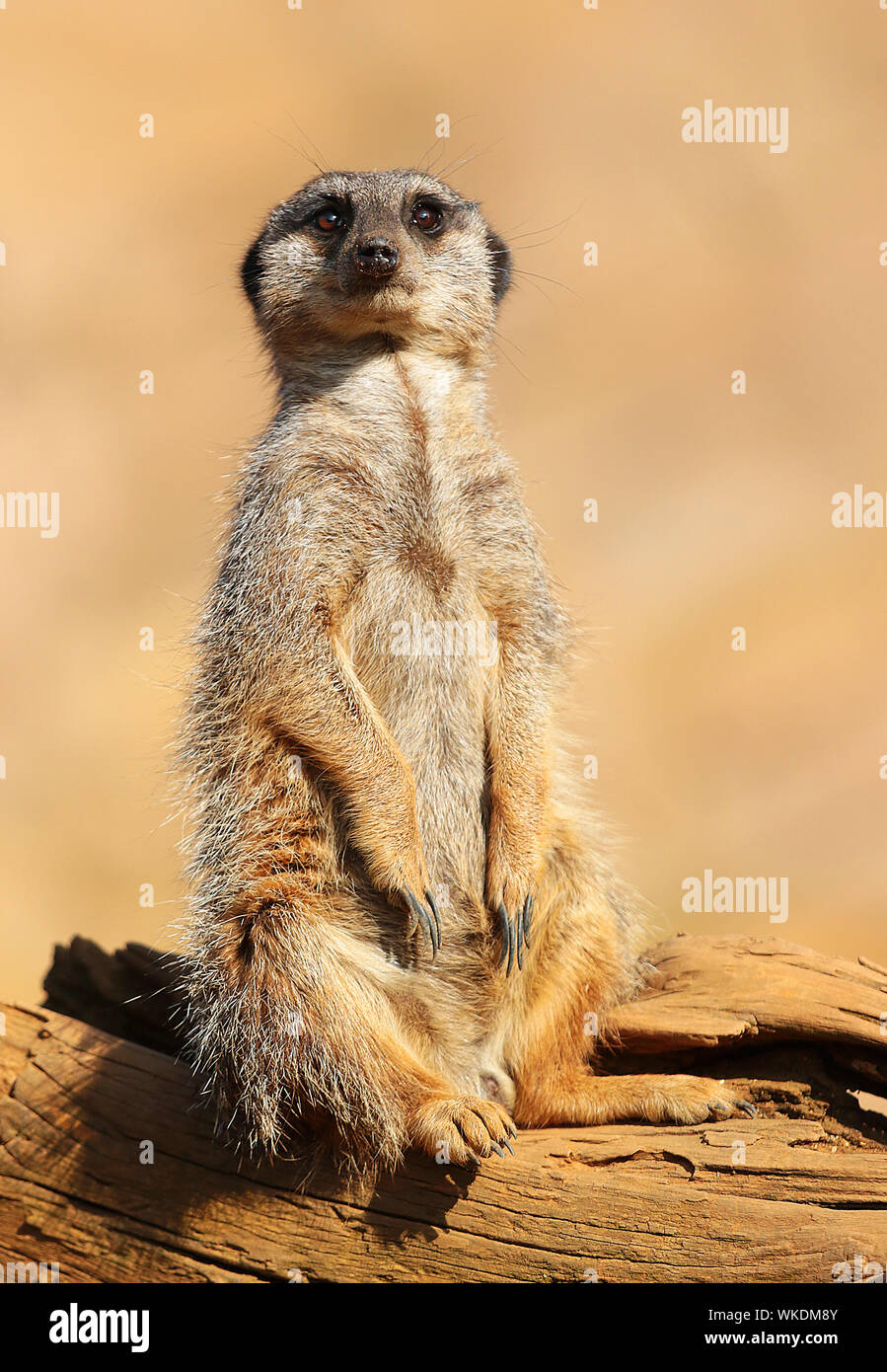 Les suricates (Suricata suricatta suricate ou) - super mignon, mammifères grégaires, trouvés dans le désert de l'Afrique dans les grandes prairies et les groupes sociaux. Banque D'Images