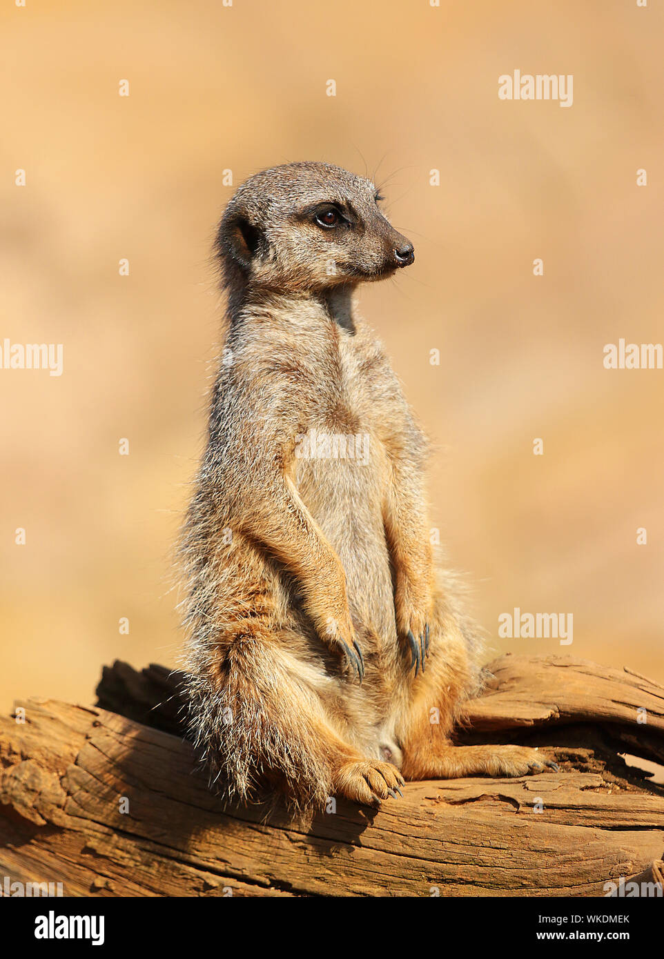 Les suricates (Suricata suricatta suricate ou) - super mignon, mammifères grégaires, trouvés dans le désert de l'Afrique dans les grandes prairies et les groupes sociaux. Banque D'Images