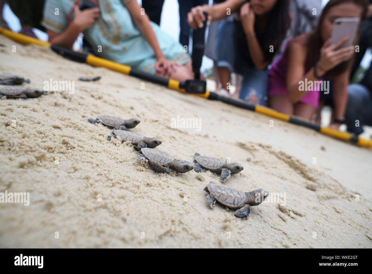 Singapour. 14 juillet, 2019. Nouveau-né les nouveau-nés de tortues imbriquées qui éclos il y a moins de 10 heures se rendre à la mer sur la plage de l'île de Sentosa de Singapour le 4 septembre 2019. Le personnel de la Société de développement de Sentosa a publié un total de 100 nouveau-nés de tortues Hawksbill retour à la mer. Les oisillons sont nés à partir d'un nid découvert le 14 juillet 2019. Credit : Puis Chih Wey/Xinhua/Alamy Live News Banque D'Images