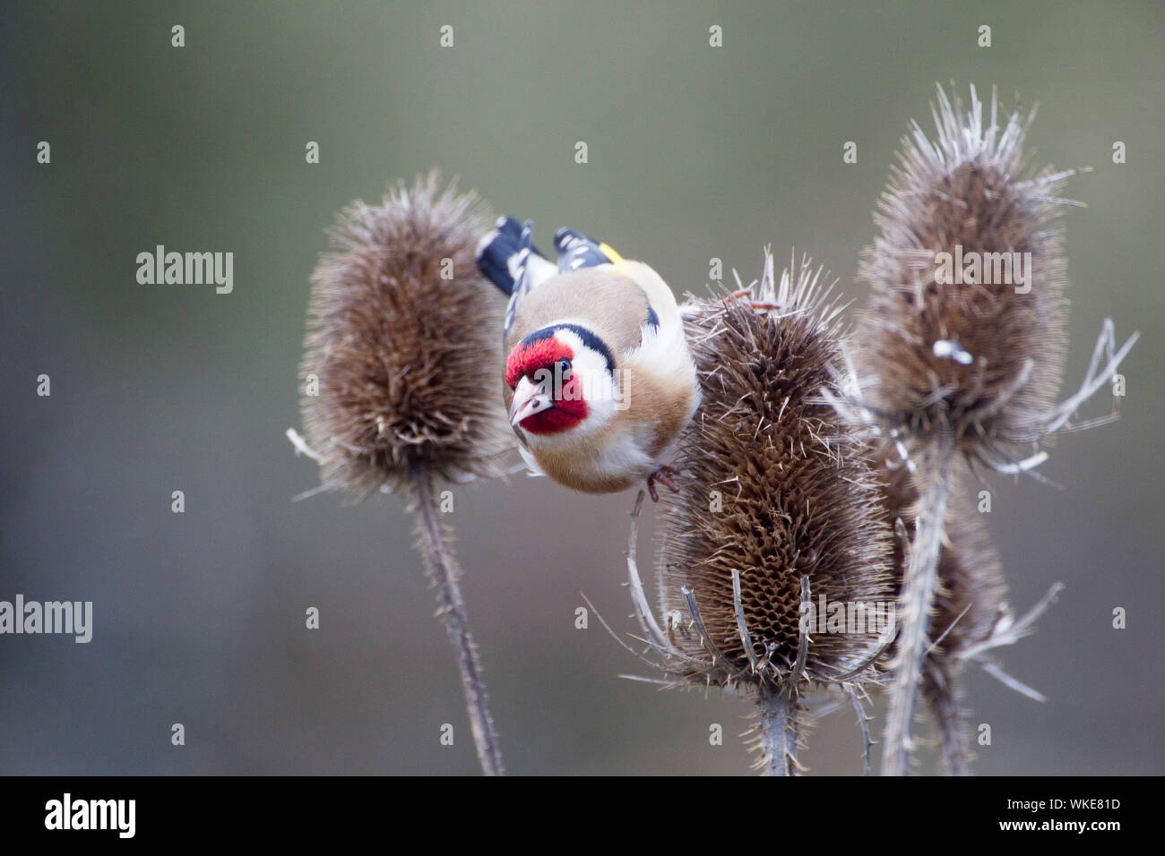 Stieglitz, Chardonneret élégant (Carduelis carduelis), Distelfink sur un chardon Banque D'Images