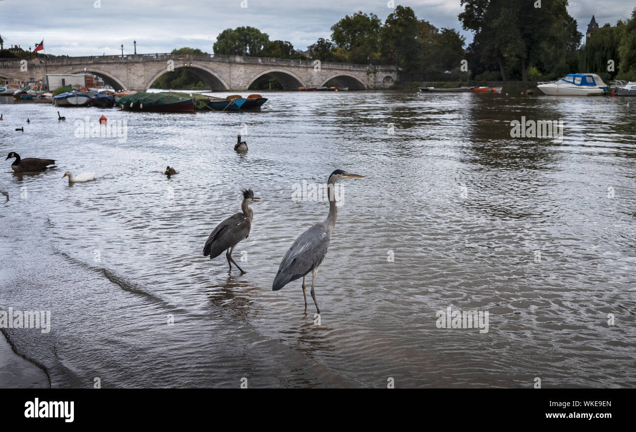 Richmond upon Thames, Angleterre, Royaume-Uni. 2 Sept 2019 Banque D'Images