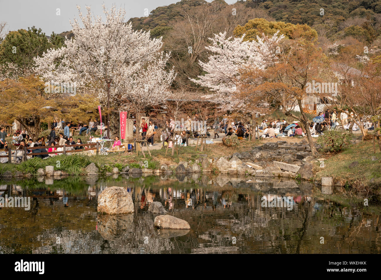 Les gens célébrant la saison des cerisiers en fleur, parc Maruyama, Kyoto, Japon. Banque D'Images