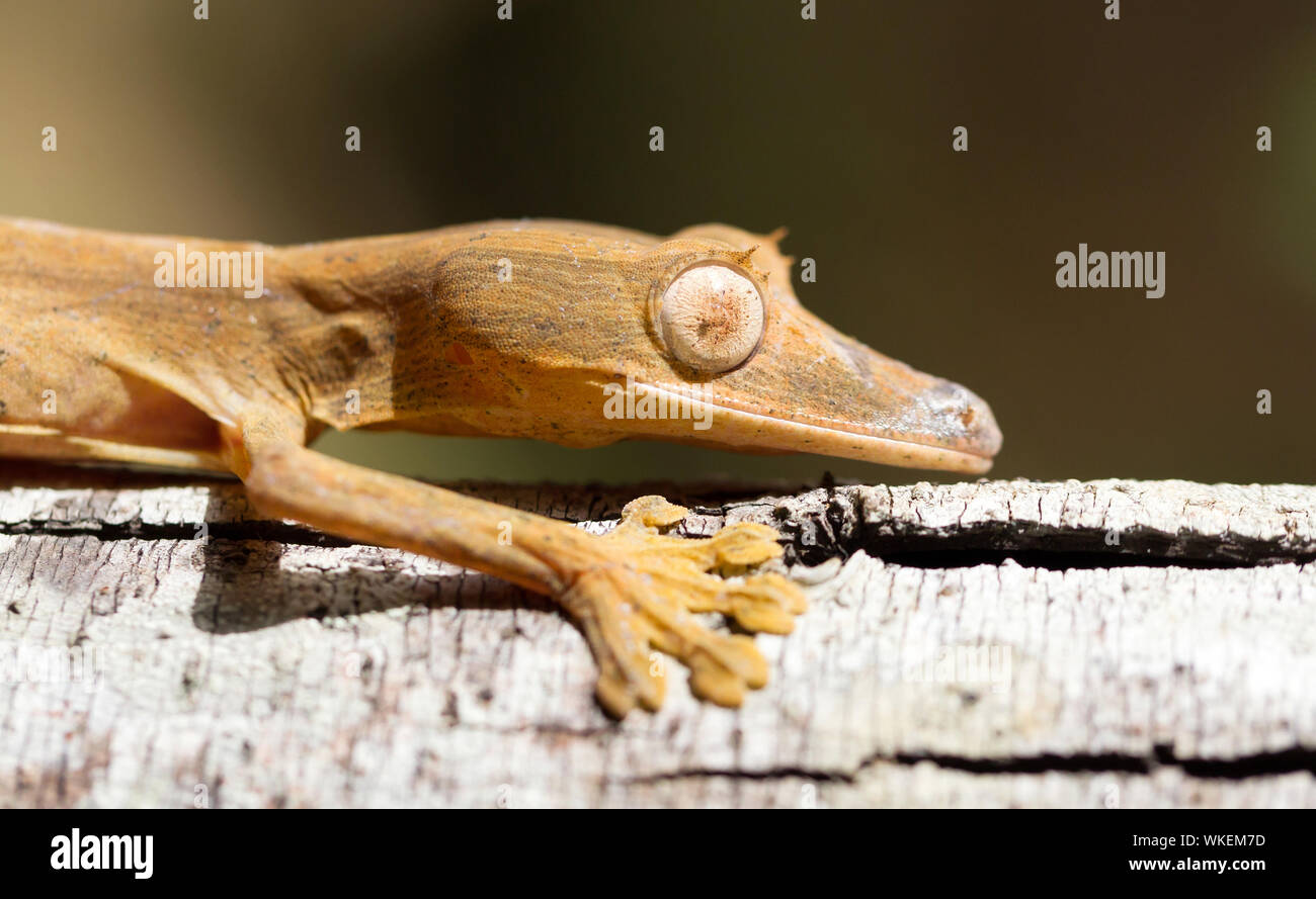 Leaftail bordée d'Uroplatus (Gecko), sur un arbre à Madagascar, Afrique Banque D'Images