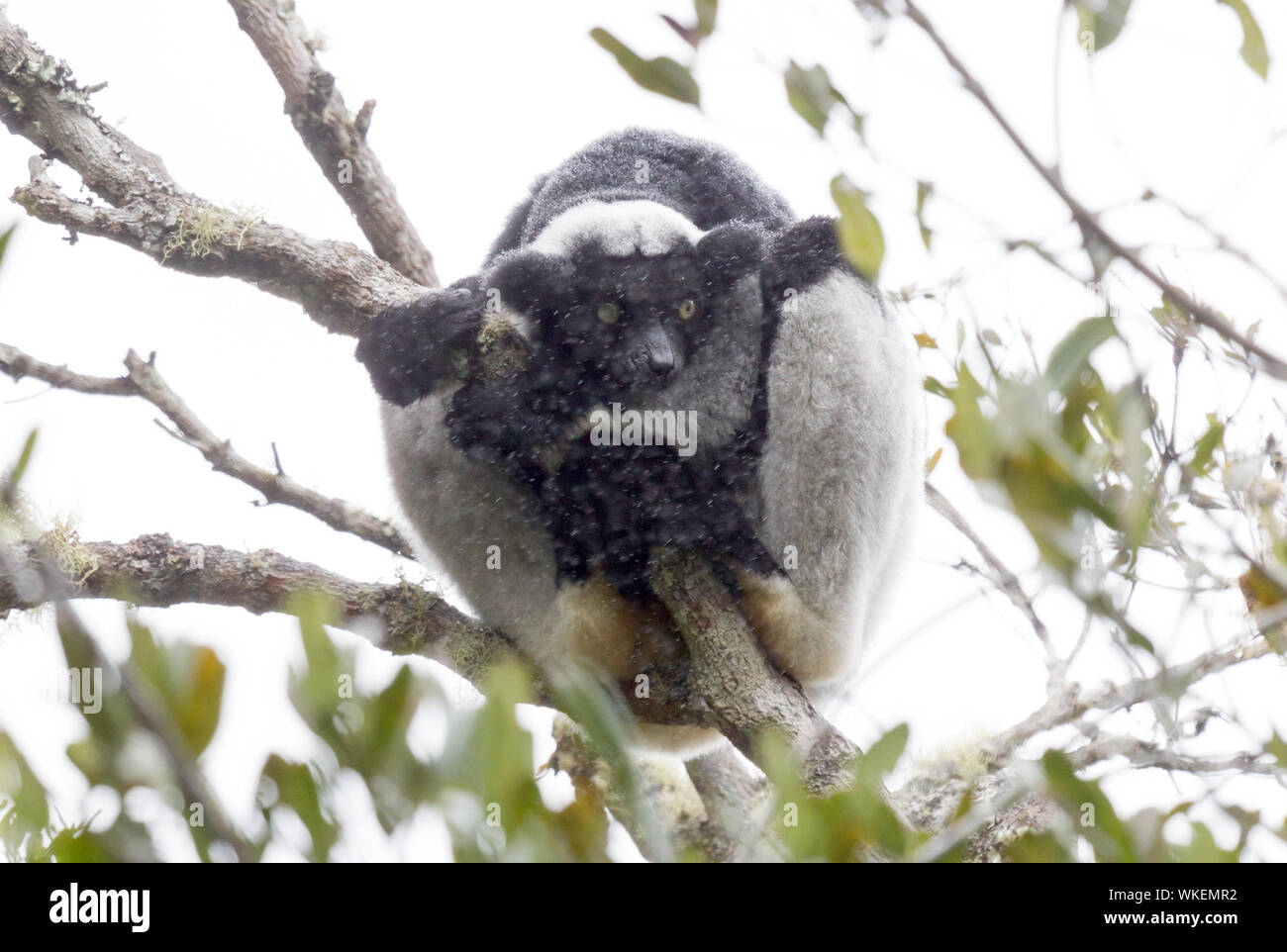 L'Indri, le plus grand lémurien du monde, assis sous la pluie Banque D'Images