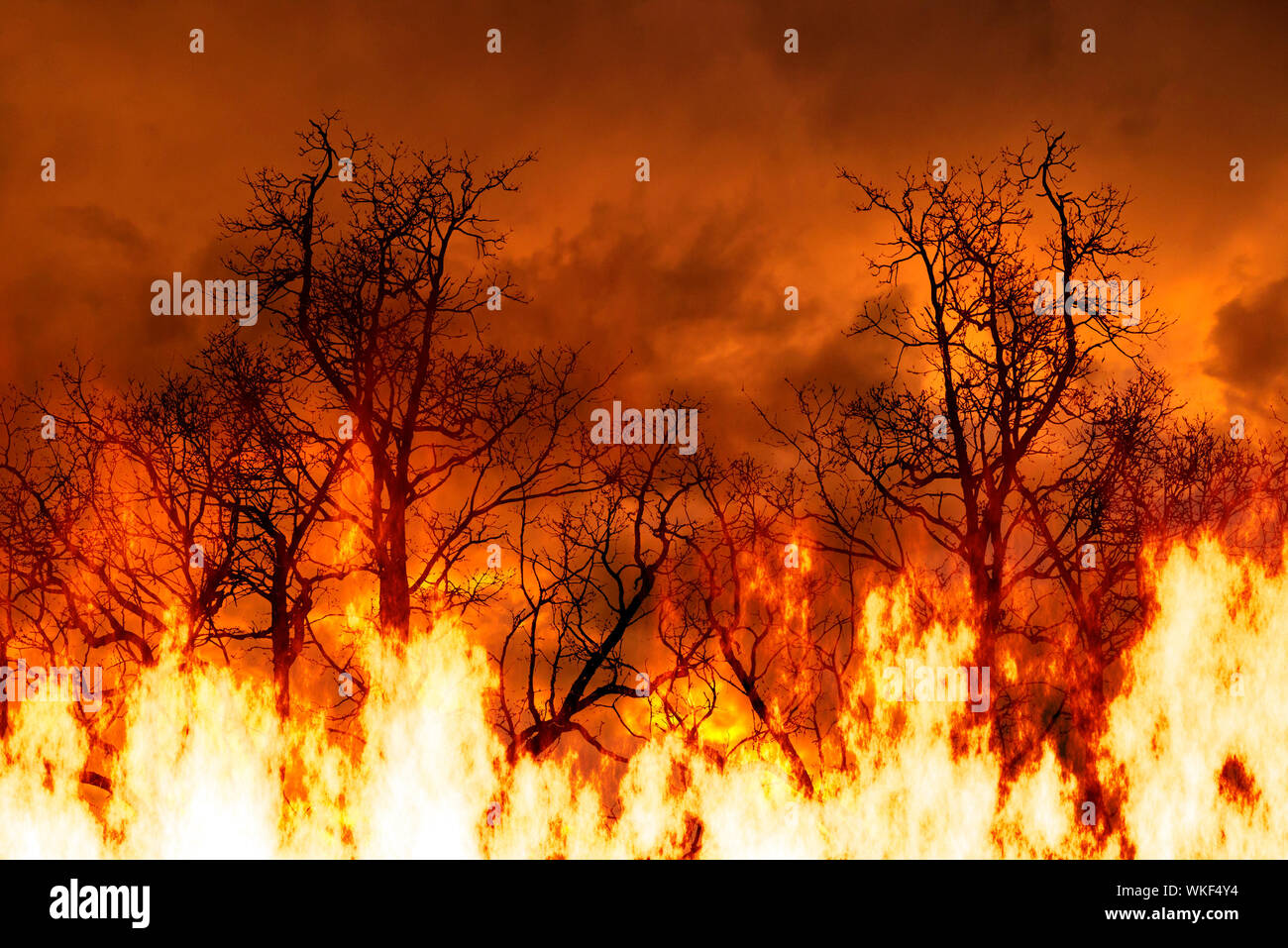 Arbres en feu, concept pour forêts tropicales amazoniennes en feu Banque D'Images