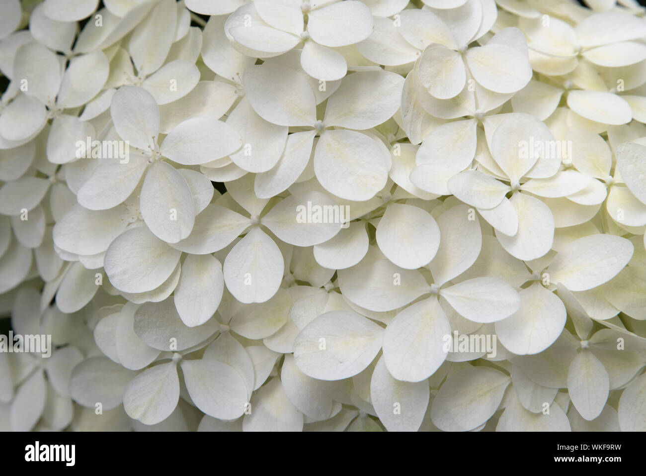 Détail ou la texture d'une fleur blanche Banque D'Images