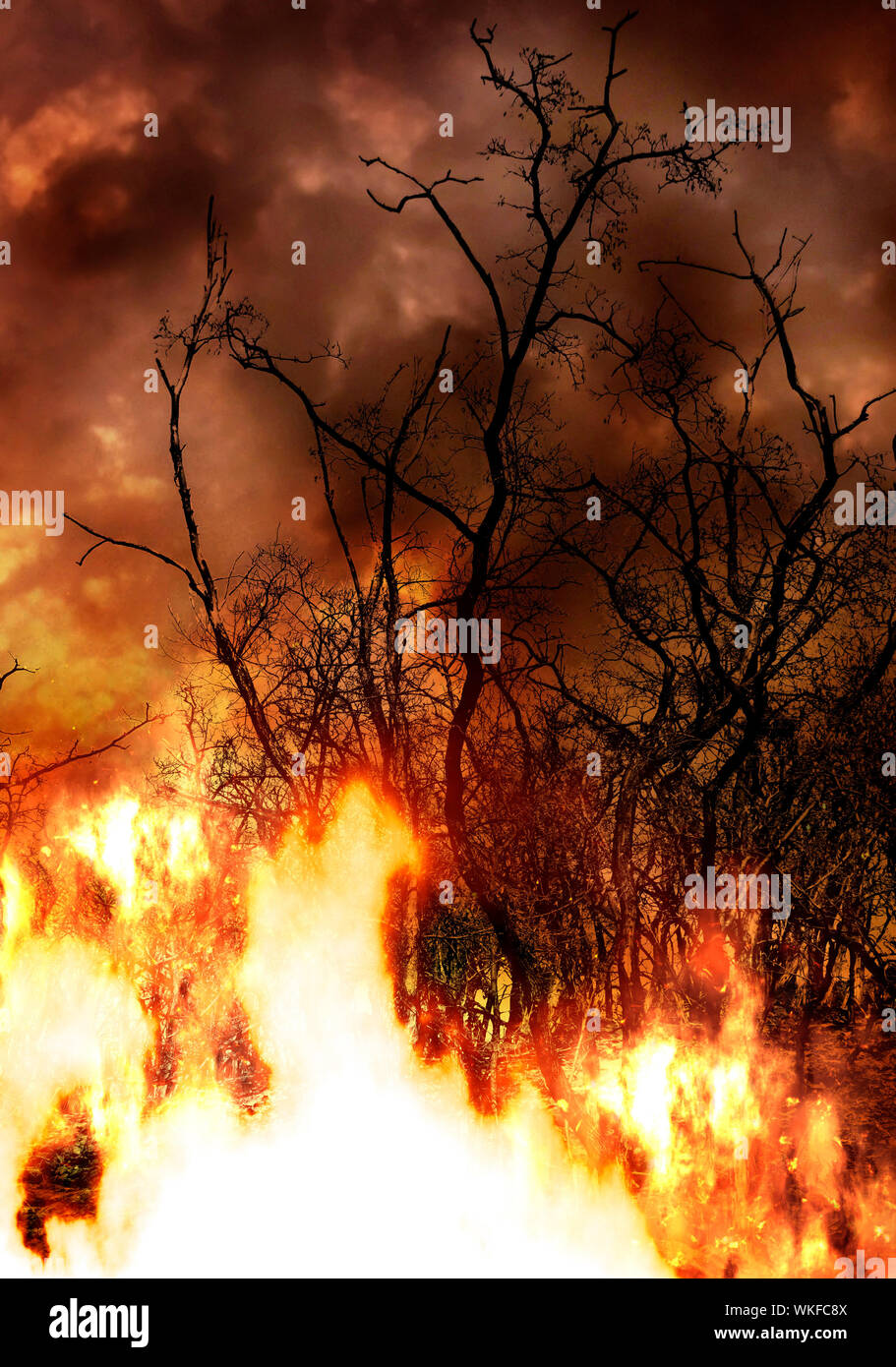 Arbres en feu, concept pour forêts tropicales amazoniennes en feu Banque D'Images