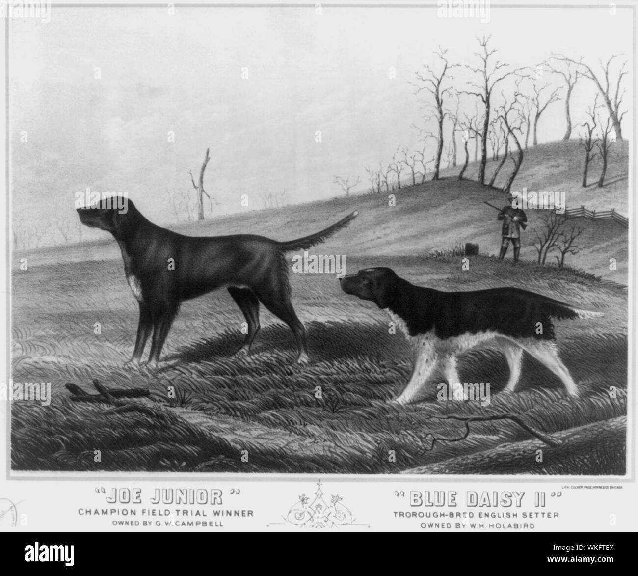 Joe Junior. Field trial Champion gagnant. Administré par G. W. Campbell. Carter's Creek, Tennessee) Daisy Bleu II. Troroughbred setter anglais. Administré par W.H. Holabird and root. Valparaiso, Ind Banque D'Images