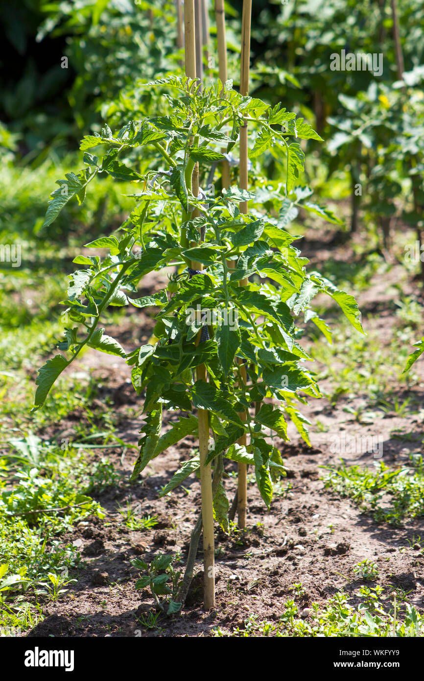 Les plants de tomates dans le jardin Banque D'Images