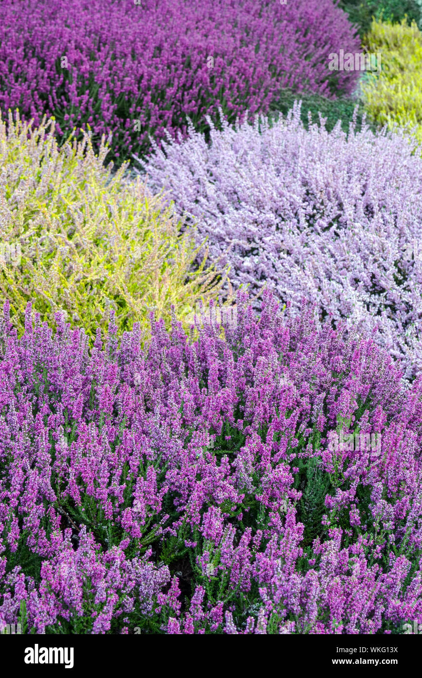 Violet Calluna vulgaris chiné, cultivars de jardin colorés, contraste de couleur et plantes mixtes chiné commun Banque D'Images