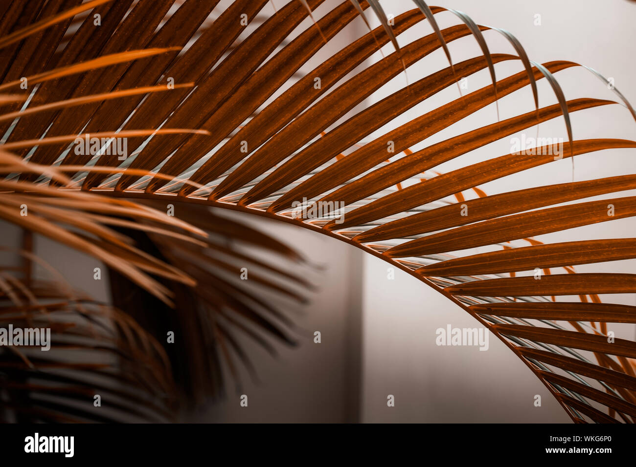 Feuilles de palmier contre mur blanc. L'automne des tons couleur brun foncé couleurs orange, couleur créative le minimalisme. L'horizontale Banque D'Images