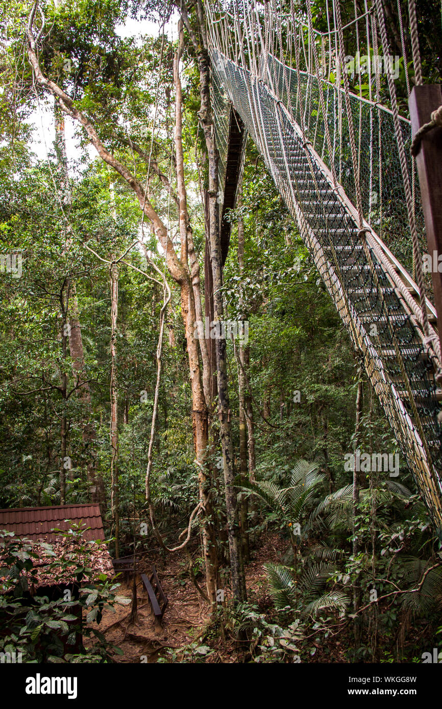Voir le long d'une étroite passerelle déserte à câbles sur la canopée d'une forêt tropicale luxuriante Banque D'Images