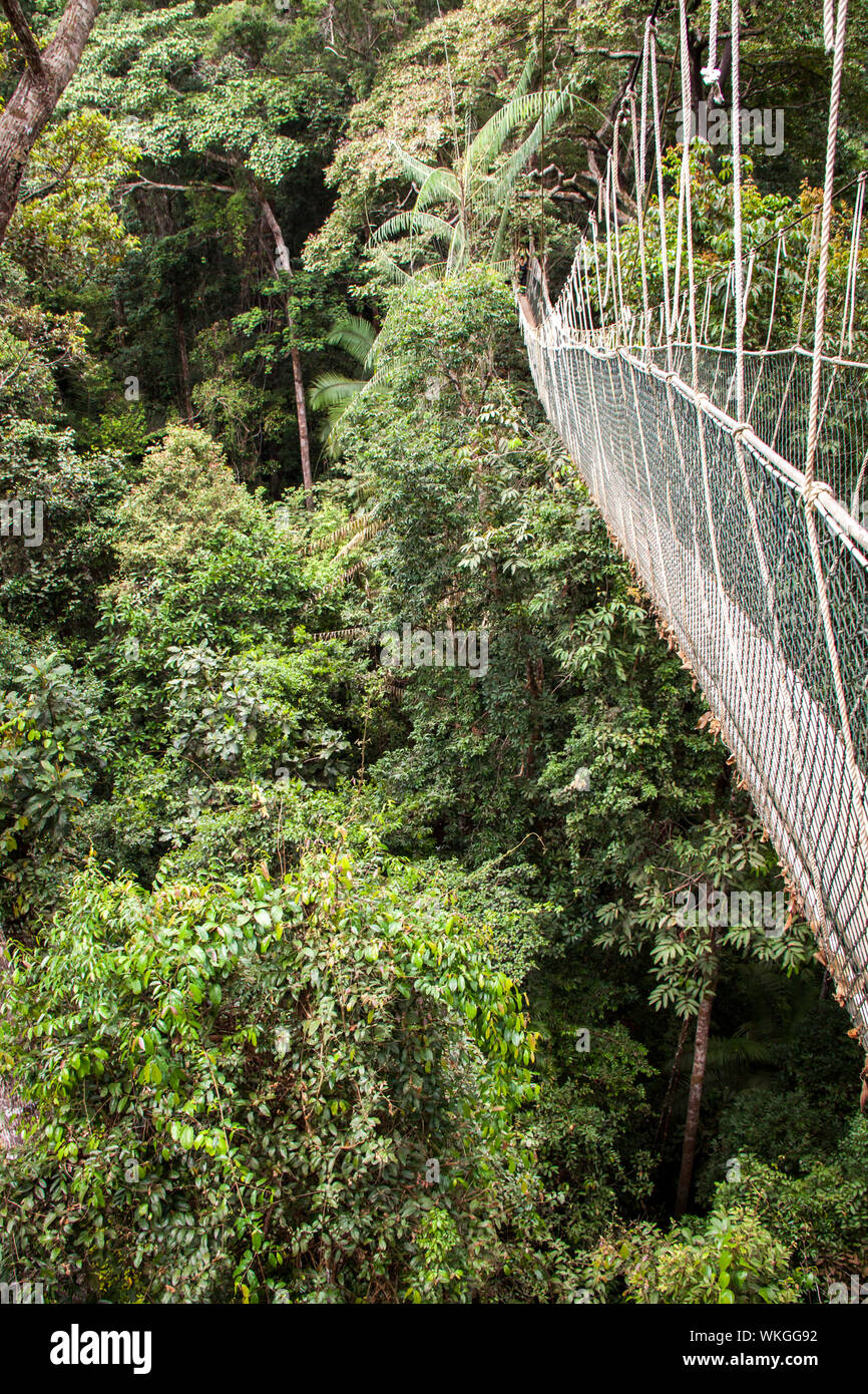 Voir le long d'une étroite passerelle déserte à câbles sur la canopée d'une forêt tropicale luxuriante Banque D'Images