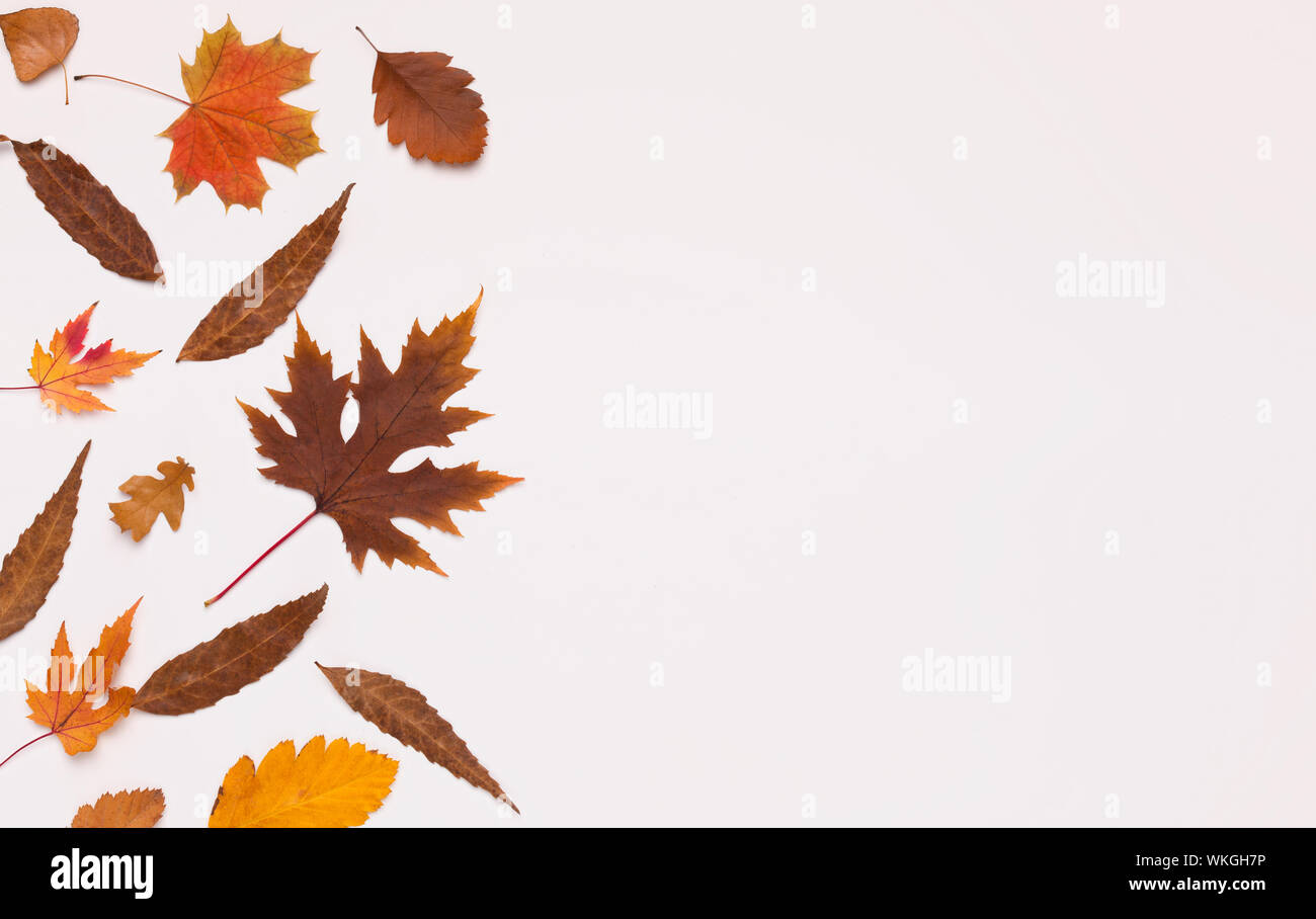Tombée de couleur différentes feuilles sur fond blanc Banque D'Images