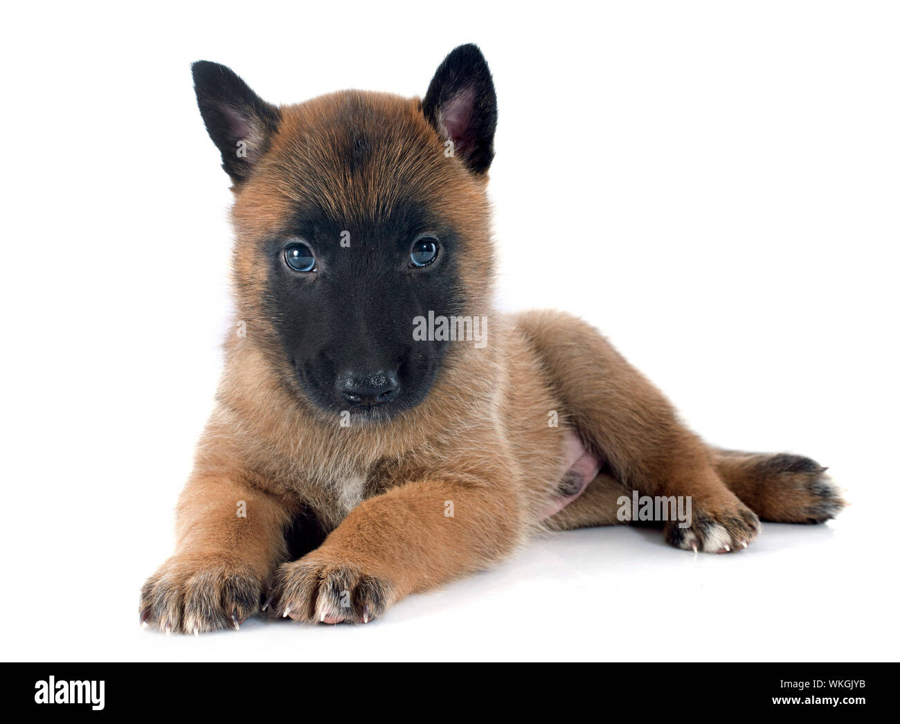 Chiot Berger Belge Malinois Sur Un Ciel Bleu Photo Stock Alamy