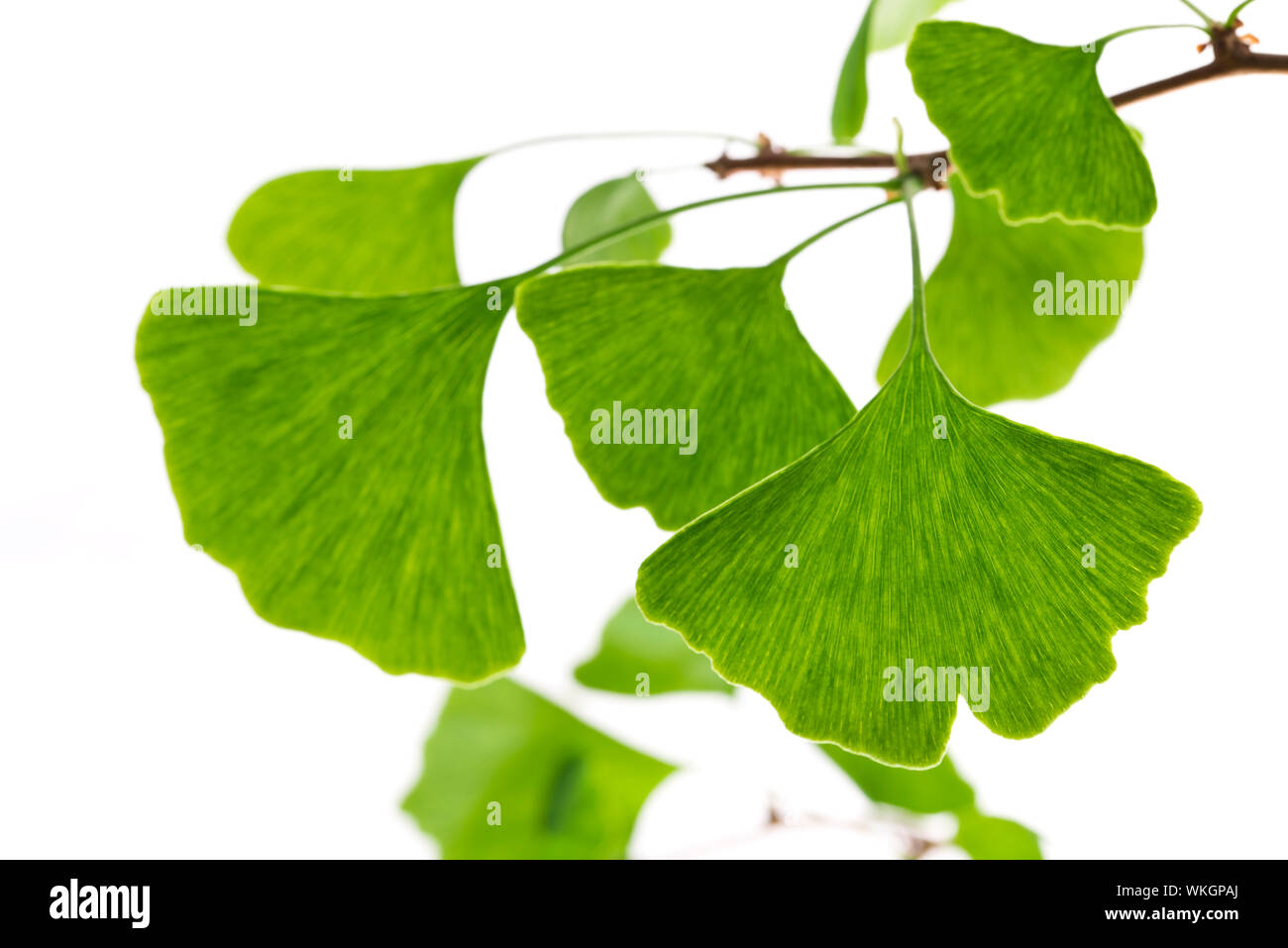 Feuille de ginkgo biloba Banque de photographies et d’images à haute — free download