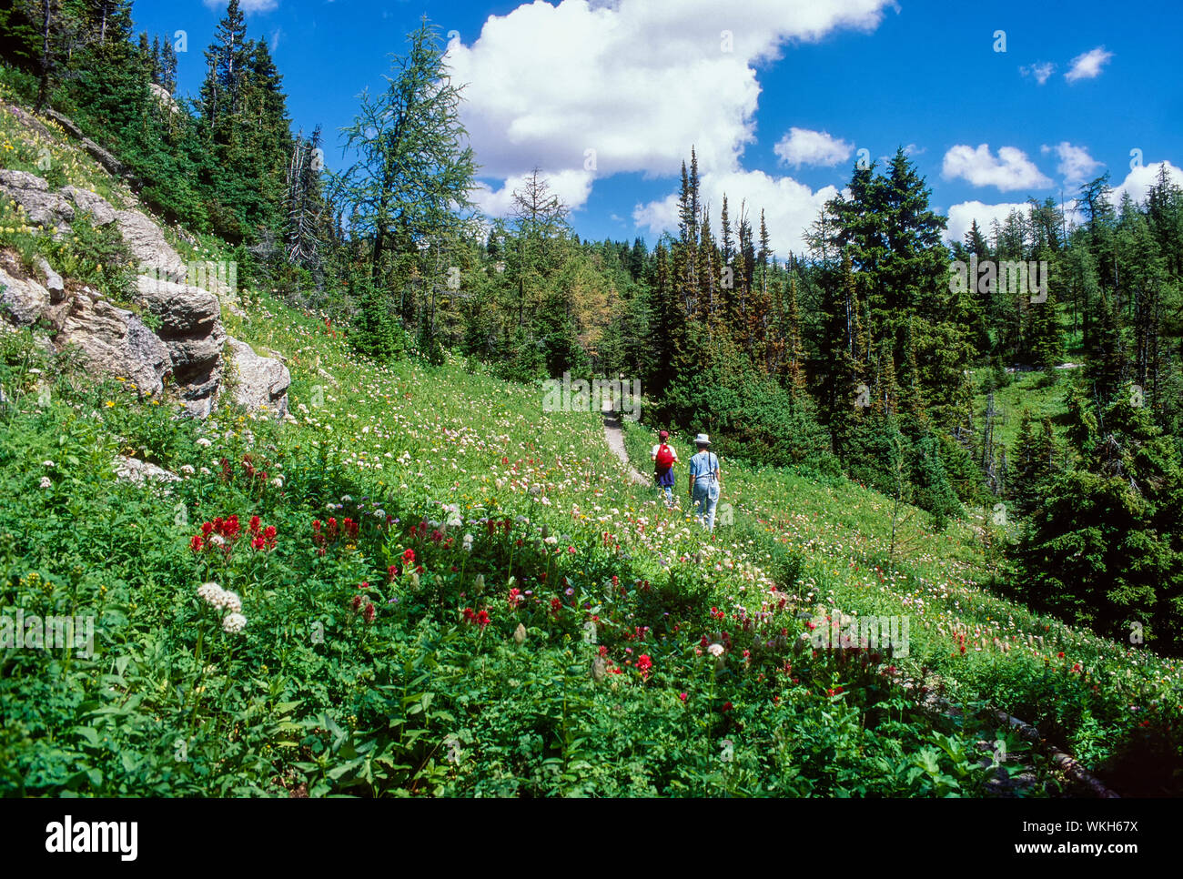 Randonneurs sur le sentier dans la région de flower meadow, Mt. Rivière Assiniboine Provincial Park, British Columbia, Canada Banque D'Images