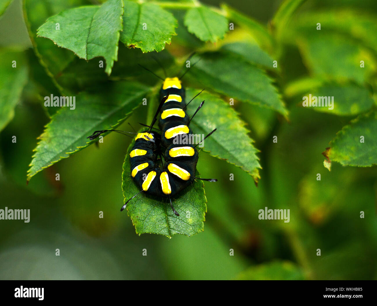 Les marques distinctives d'une espèce d'Aulne Caterpillar. Le contraste entre noir et jaune donner un avertissement à serait les prédateurs. Banque D'Images