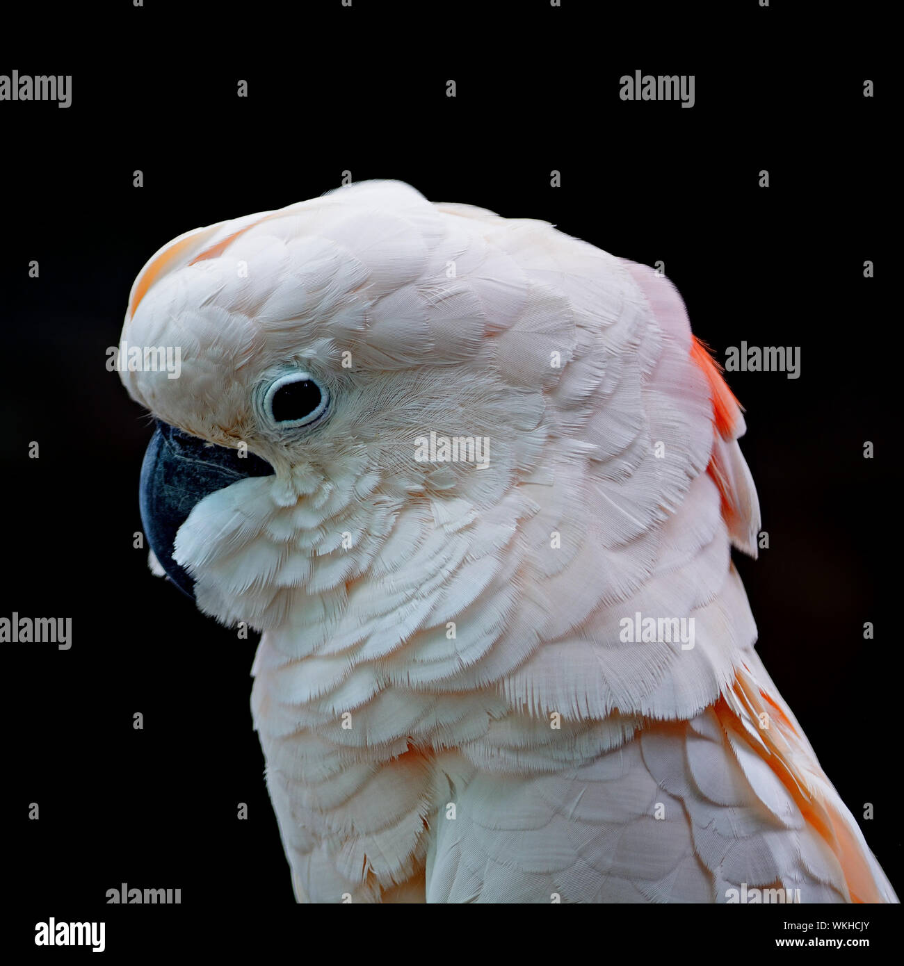 Belle couleur rose pâle, Cacatoès cacatoès des Moluques ou Seram (Cacatua moluccensis), isolé sur un fond noir Banque D'Images