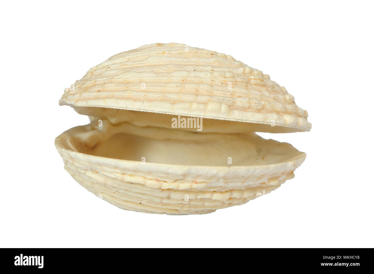 Valve bi-coquille de la classe des Bivalves Banque D'Images