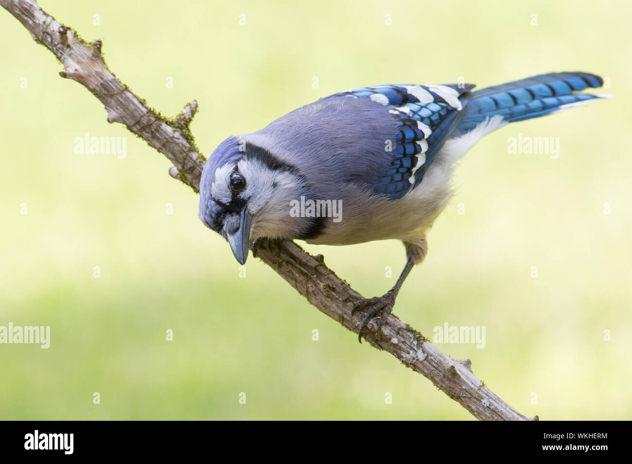 Portrait d'un geai, Cyanocitta cristata. Banque D'Images