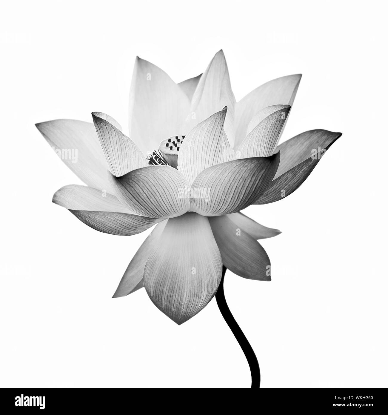 Fleur de Lotus isolé sur fond blanc. Banque D'Images