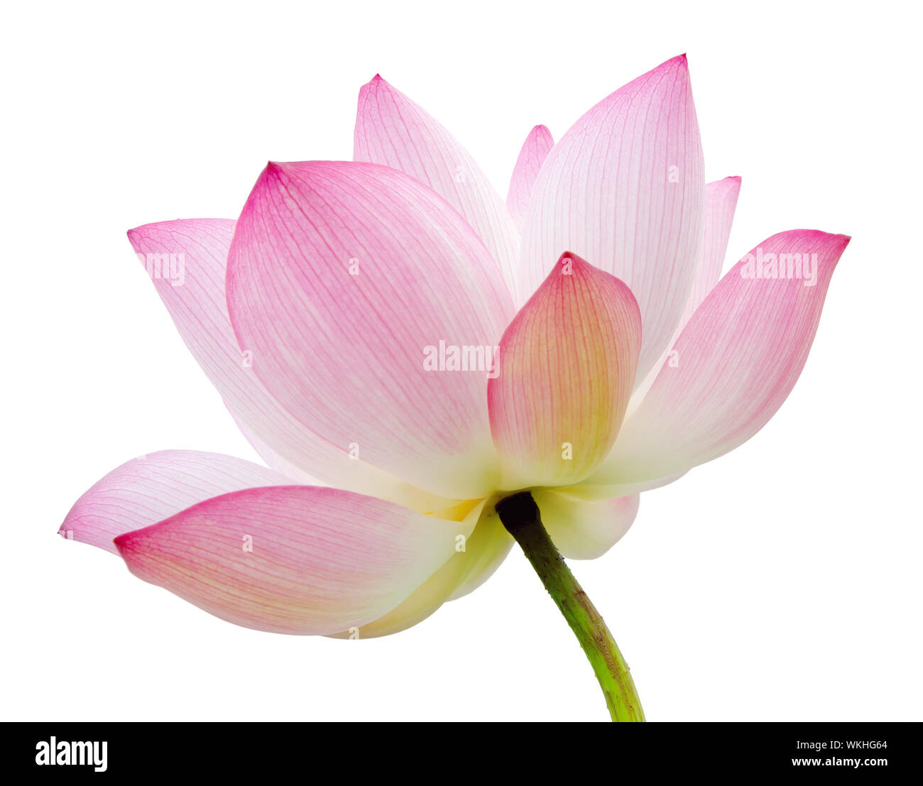 Fleur de Lotus isolé sur fond blanc. Banque D'Images