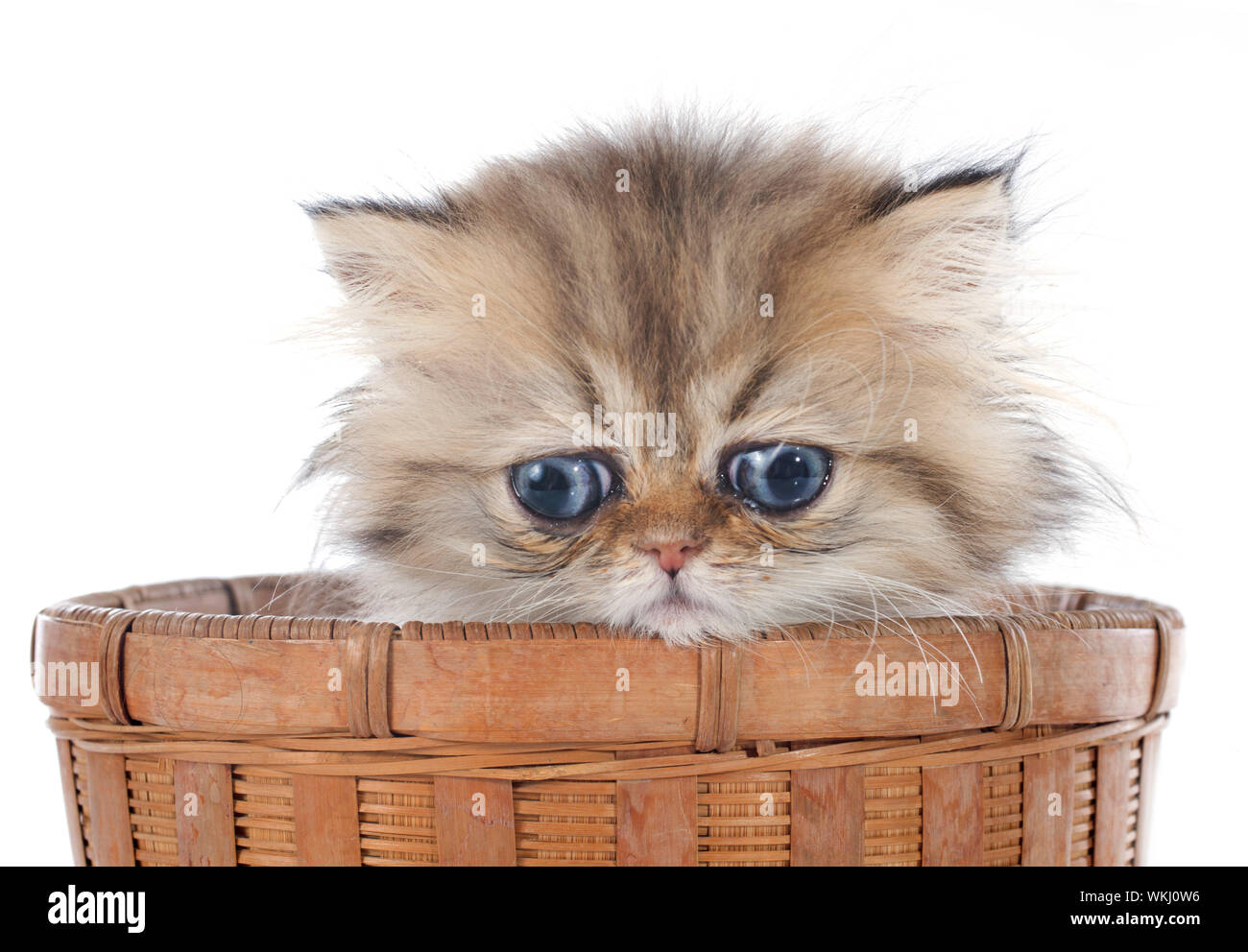 Chaton persan in front of white background Banque D'Images
