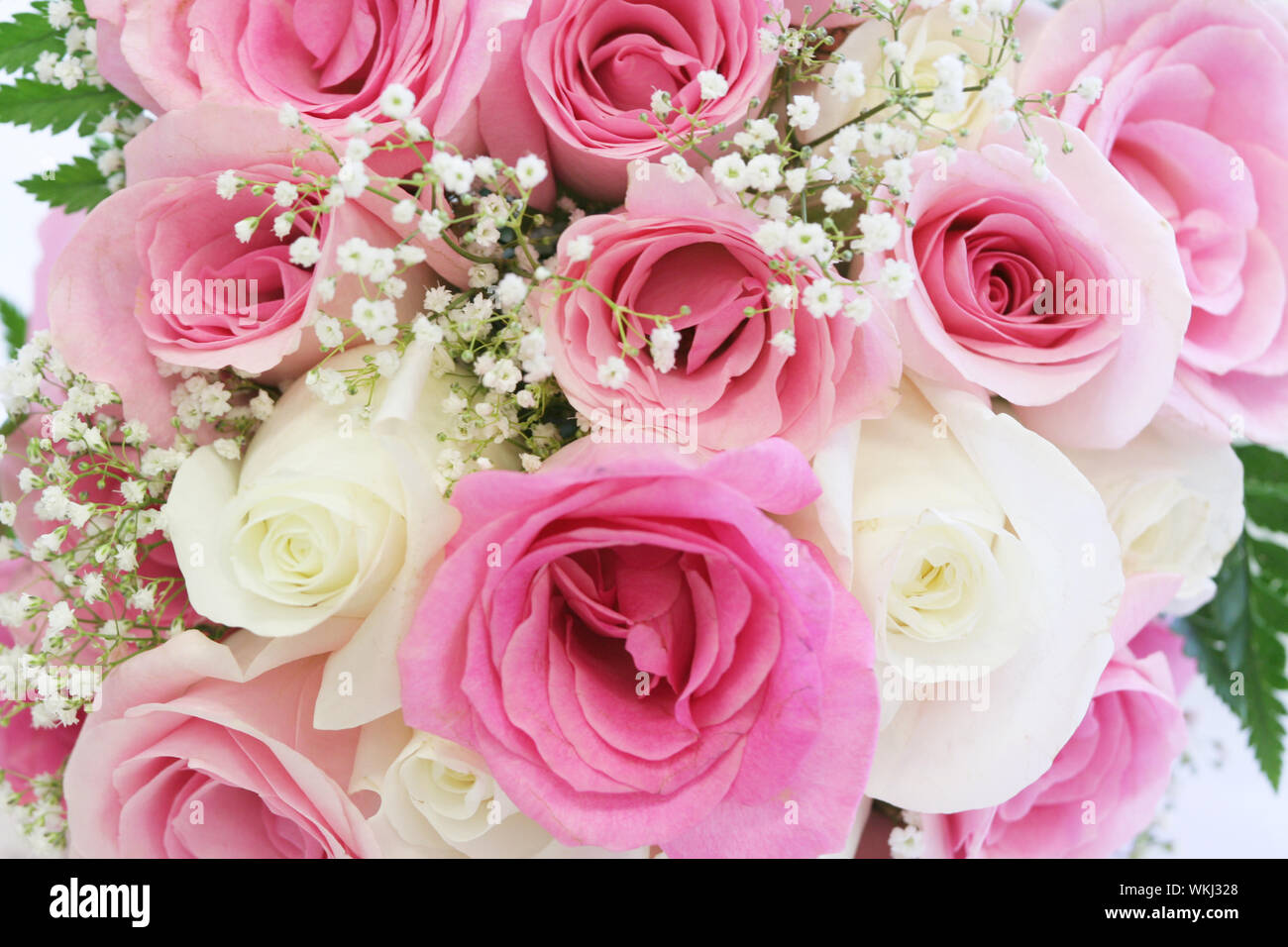L'audacieuse et Lumineuses roses rose et blanc Banque D'Images