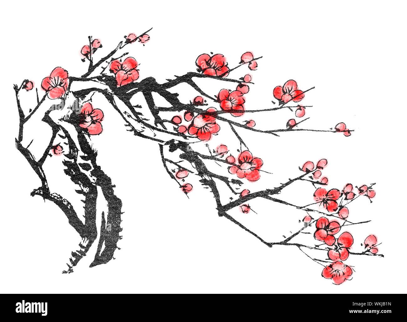 Peinture chinoise, fleurs de prunier, sur fond blanc. Banque D'Images