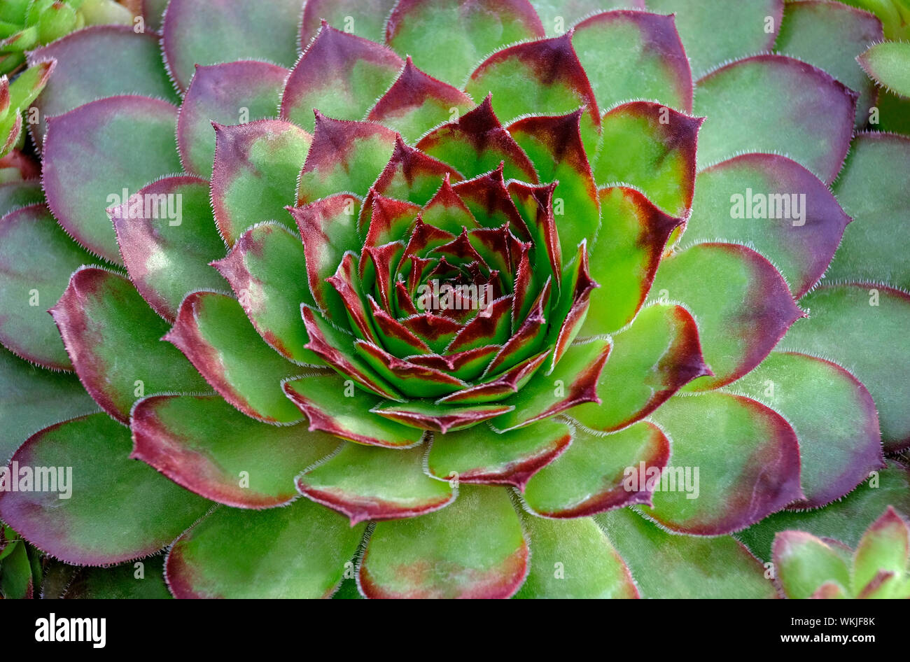 Houseleek sempervivum noir plante, Norfolk, Angleterre Banque D'Images