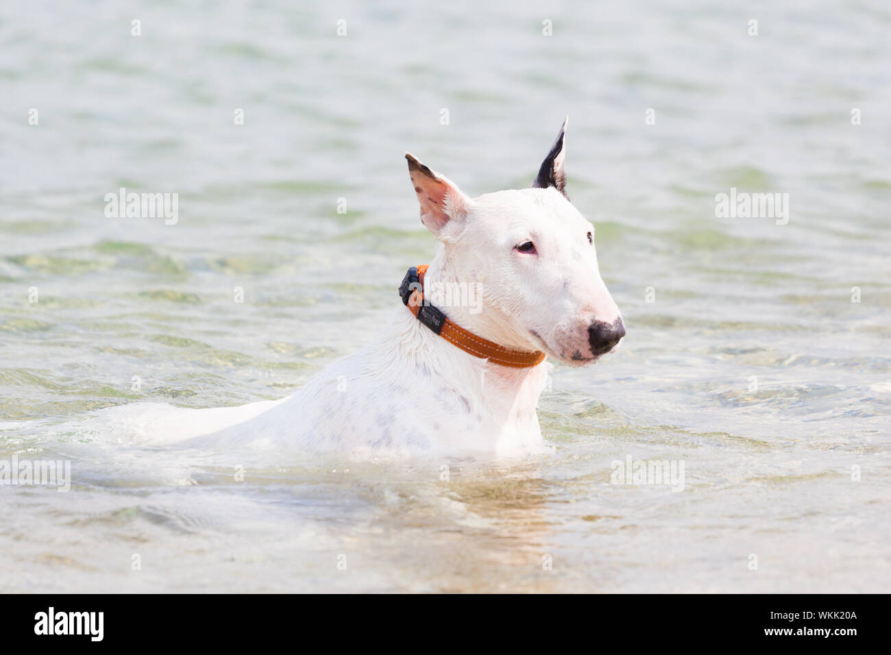 Chien bull terrier blanc. Banque D'Images